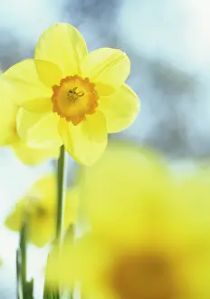 Browning: Daffodil
