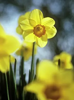 Browning: Daffodil