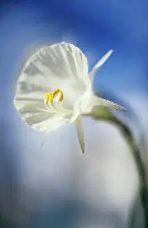 Petticoat: Daffodil