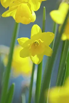 Tete: Daffodil
