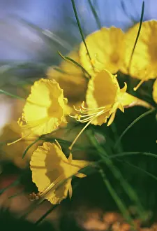 Petticoat: Daffodil