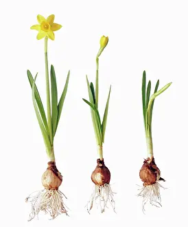 Tete: Daffodil