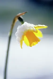Tete: Daffodil