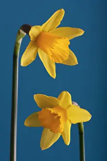 Tete: Daffodil