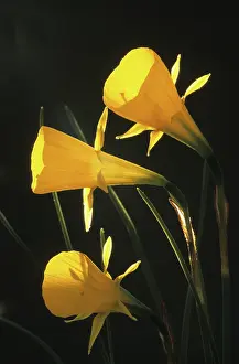 Petticoat: Daffodil