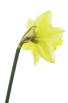 Aloof: Daffodil