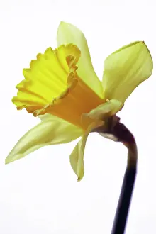 Pseudonarcissus: Daffodil