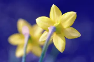 Aloof: Daffodil