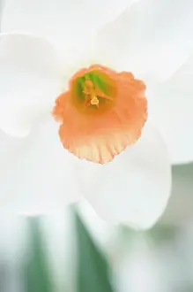 Jubilee: Daffodil