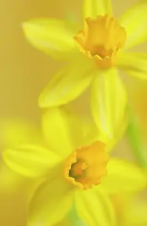 Tete: Daffodil