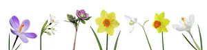 Hellebore: Daffodil