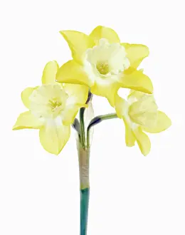 Combined: Daffodil