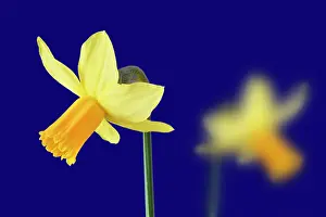 Unhappy: Daffodil