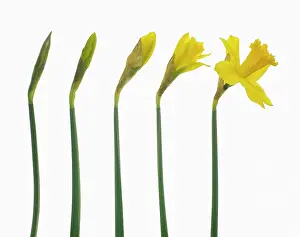 Ahead: Daffodil