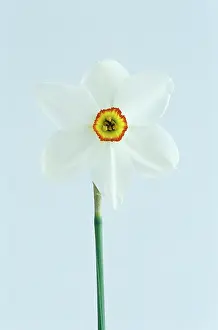 Unhappy: Daffodil