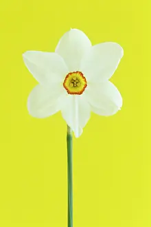 Actaea: Daffodil