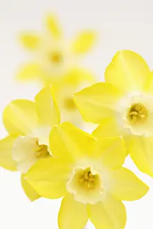 Pipit: Daffodil
