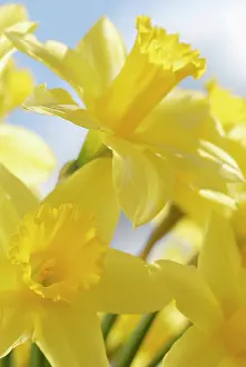 Cheery: Daffodil