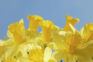 Cheery: Daffodil
