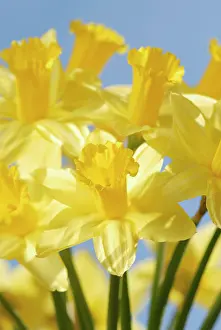 Cheery: Daffodil