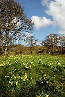 Blissful: Daffodil