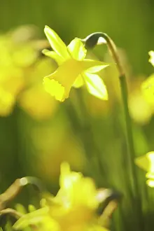 Eastertide: Daffodil