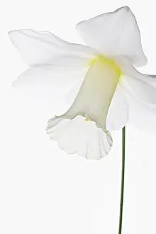 Bashful: Daffodil
