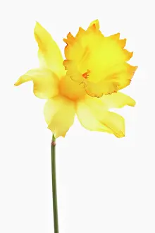 Eastertide: Daffodil
