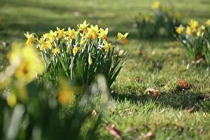 Eastertide: Daffodil