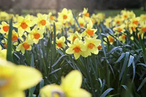 Eastertide: Daffodil