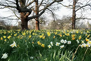 Eastertide: Daffodil