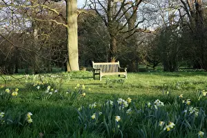 Eastertide: Daffodil