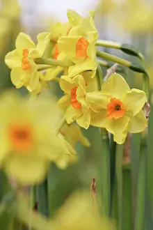 Eastertide: Daffodil