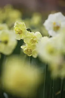 Eastertide: Daffodil