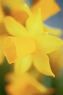 Eastertide: Daffodil