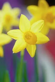 Eastertide: Daffodil