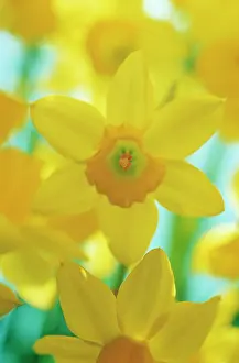 Eastertide: Daffodil