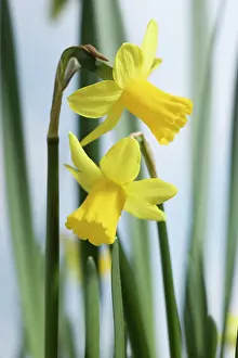 Nurturing: Daffodil