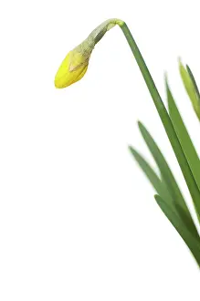 Jetfire: Daffodil
