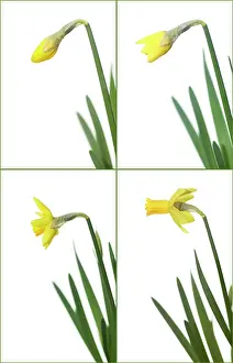 Passage: Daffodil