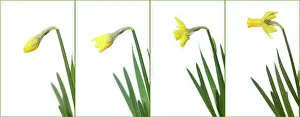 Passage: Daffodil