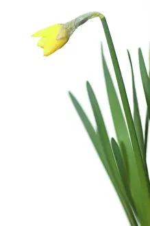Jetfire: Daffodil