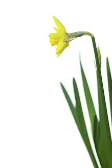 Jetfire: Daffodil