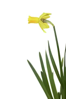 Ageing: Daffodil