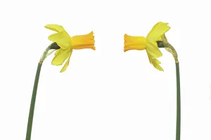 Comedy: Daffodil