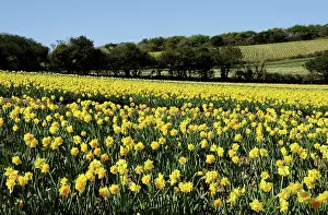 Grower: Daffodil