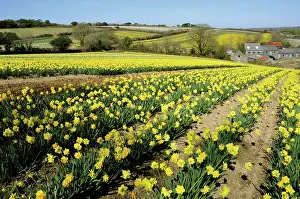 Earthy: Daffodil