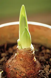 Flowerpot: Daffodil