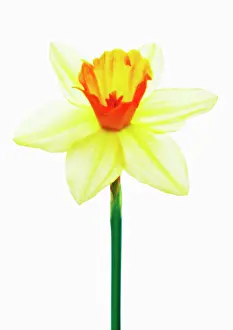 Optimism: Daffodil