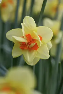 Ordinary: Daffodil